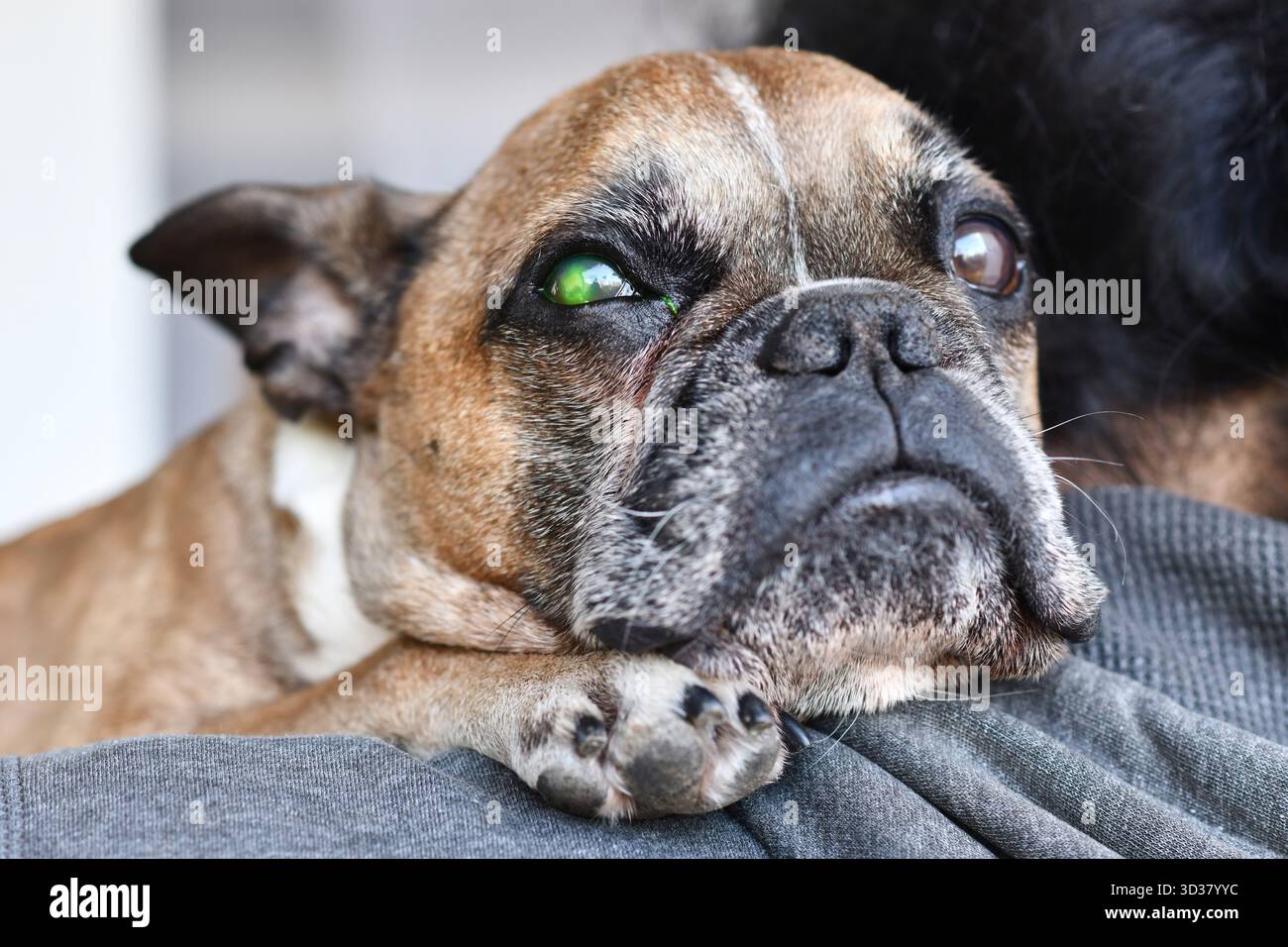 Bulldog français avec lésion oculaire et liquide vert provenant d'un test médical à la fluorescéine pour détecter les lésions de l'ulcération cornéenne Banque D'Images