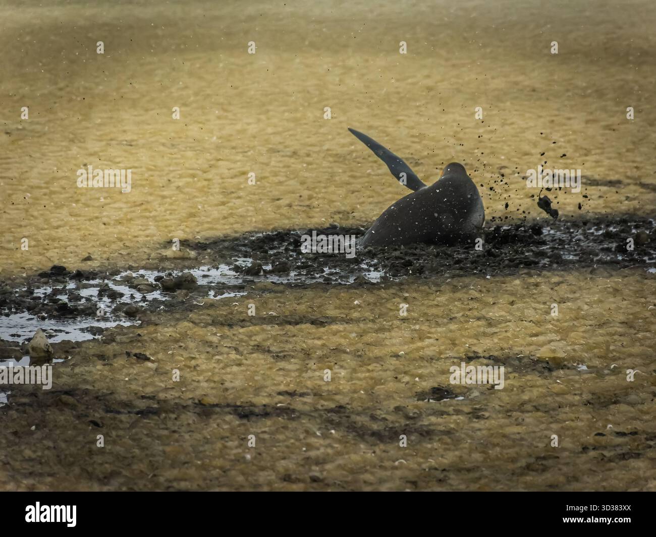 Manchot roi coincé dans la boue profonde mais se sauve, seul, après beaucoup d'efforts Banque D'Images