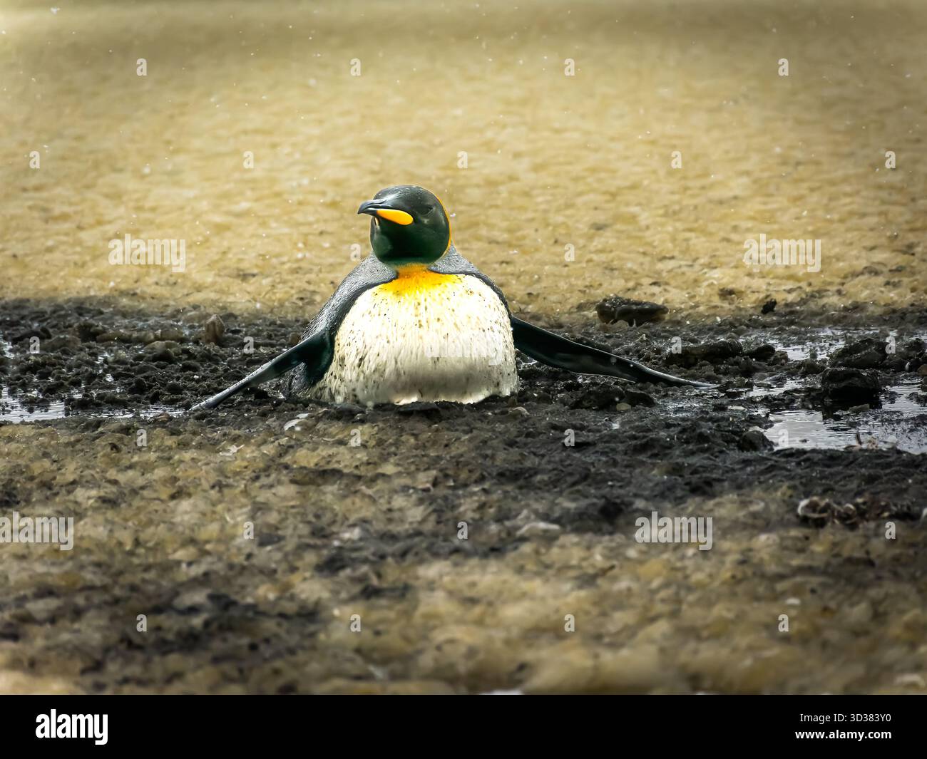 Manchot roi coincé dans la boue profonde mais se sauve, seul, après beaucoup d'efforts Banque D'Images