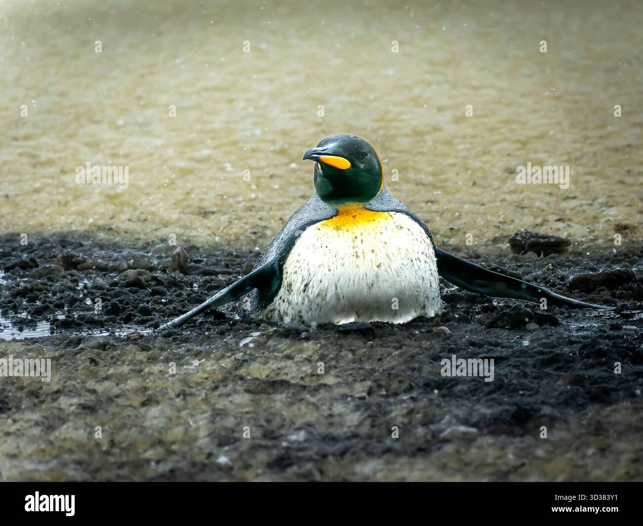 Manchot roi coincé dans la boue profonde mais se sauve, seul, après beaucoup d'efforts Banque D'Images