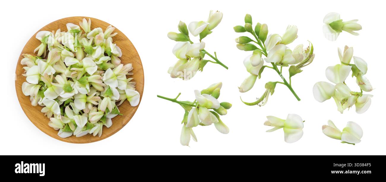 Fleurs de Sophora japonica ou Styphnolobium japonicum dans un bol en bois isolé sur fond blanc. Vue de dessus. Pose à plat Banque D'Images