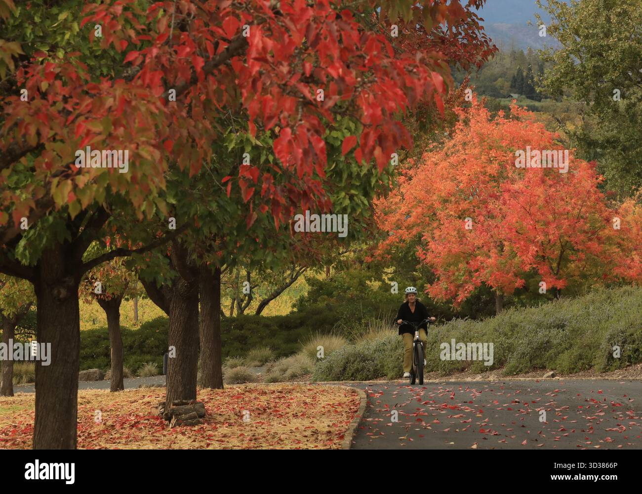 Napa Valley, États-Unis. 4 novembre 2025. Une femme fait du vélo à Napa Valley en Californie, aux États-Unis, 4 novembre 2025. Crédit : Liu Yilin/Xinhua/Alamy Live News Banque D'Images