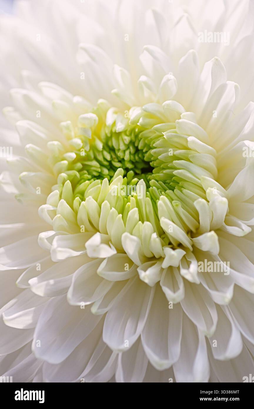 Macro gros plan d'une fleur de chrysanthème blanc (chrysanthemum morifolium). Texture de pétales, fleur naturelle fraîche et beauté botanique pour les arrière-plans, nat Banque D'Images