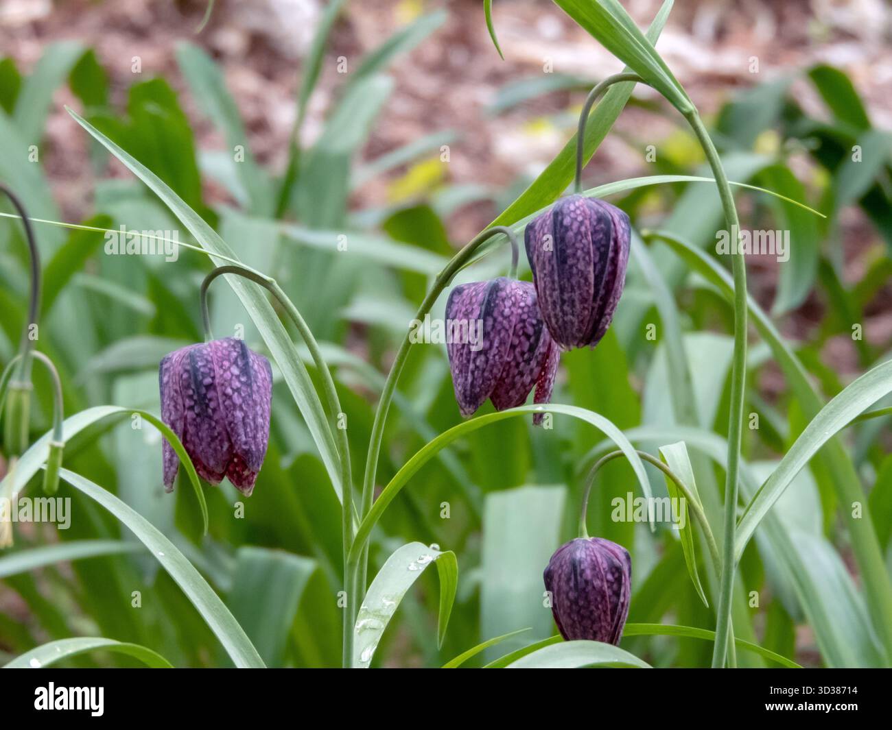 Fritillaria meleagris pourpre fleuri, également connu sous le nom de fritillaire à tête de serpent ou fleur d'échecs, avec des pétales à carreaux distinctifs. Printemps élégant Wildfl Banque D'Images