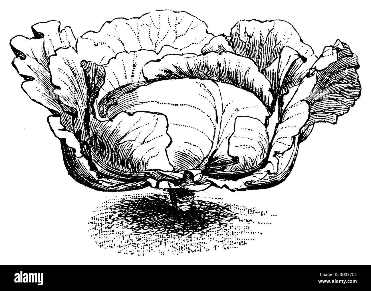 Chou ou pompé, variété : chou Brunswick Brassica oleracea convar. capitata var. alba, (Agricultural book, 1898), Weißkohl, sorte : Braunschweiger Kohl Banque D'Images