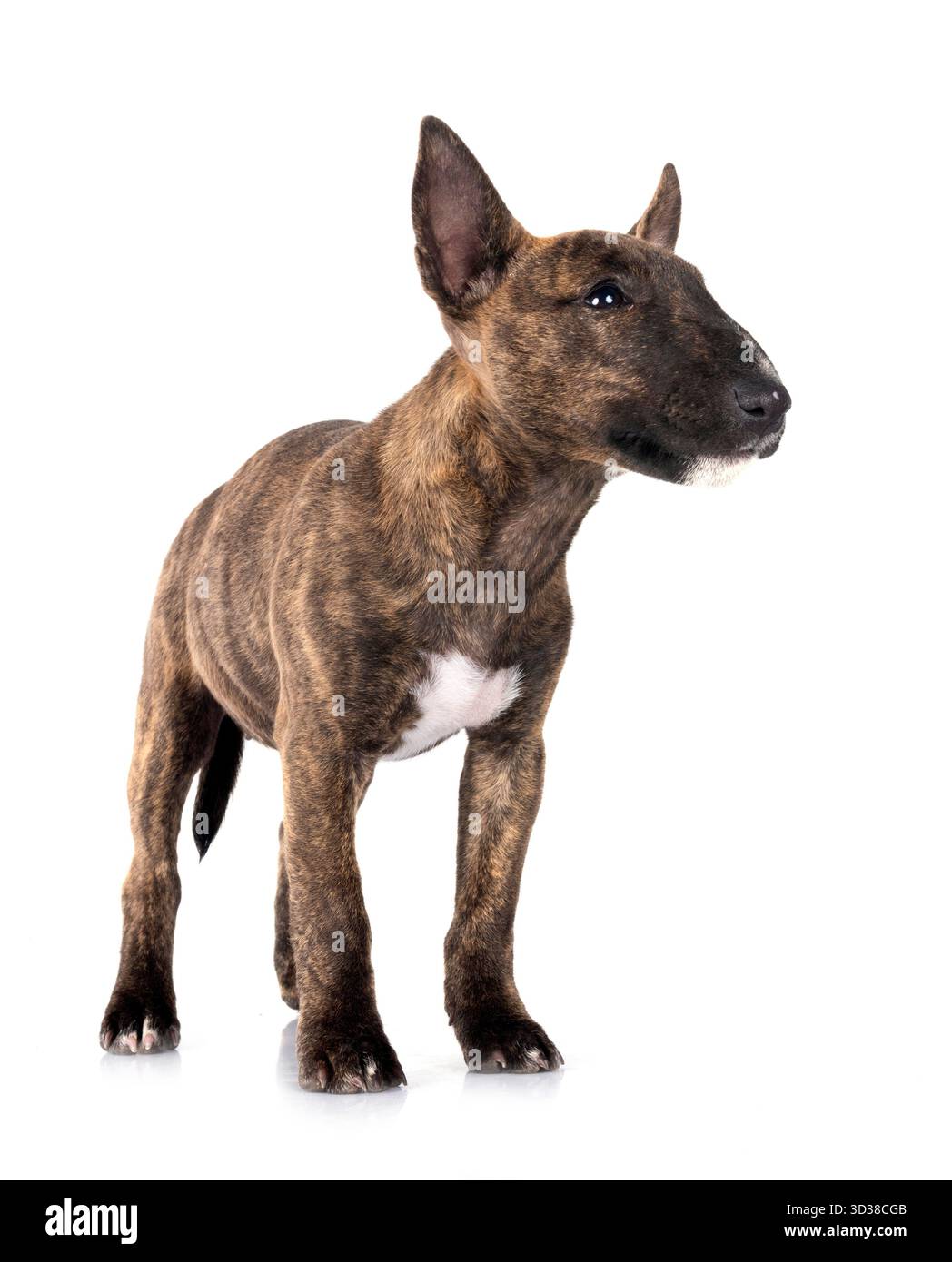Bull Terrier miniature in front of white background Banque D'Images