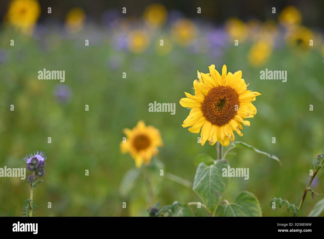 Champ de tournesol nature été fleurs jaunes fleurs florales vue sur le jardin Banque D'Images
