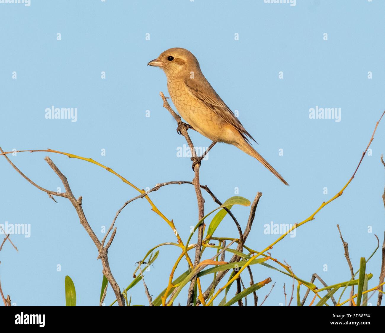 Oiseau-crevette Isabelline (Lanius isabellinus) perché sur une brindille, Chypre Banque D'Images