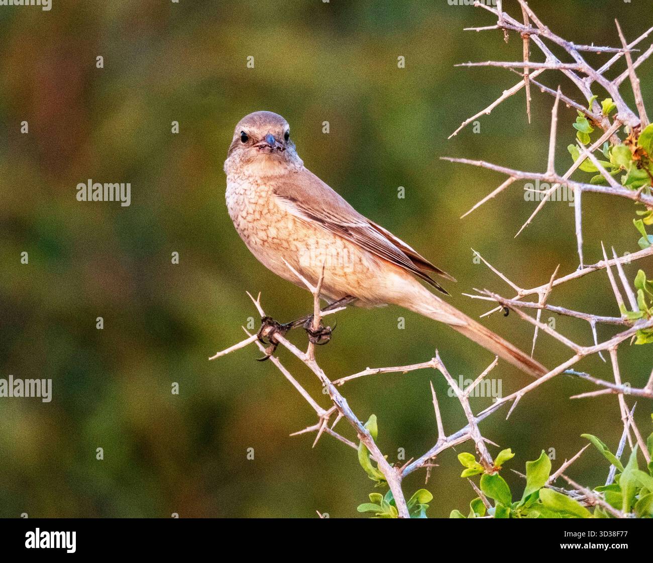 Oiseau-crevette Isabelline (Lanius isabellinus) perché sur une brindille, Chypre Banque D'Images