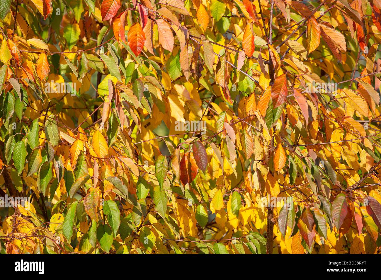 Feuilles d'automne dorées suspendues à un arbre en plein soleil. Banque D'Images