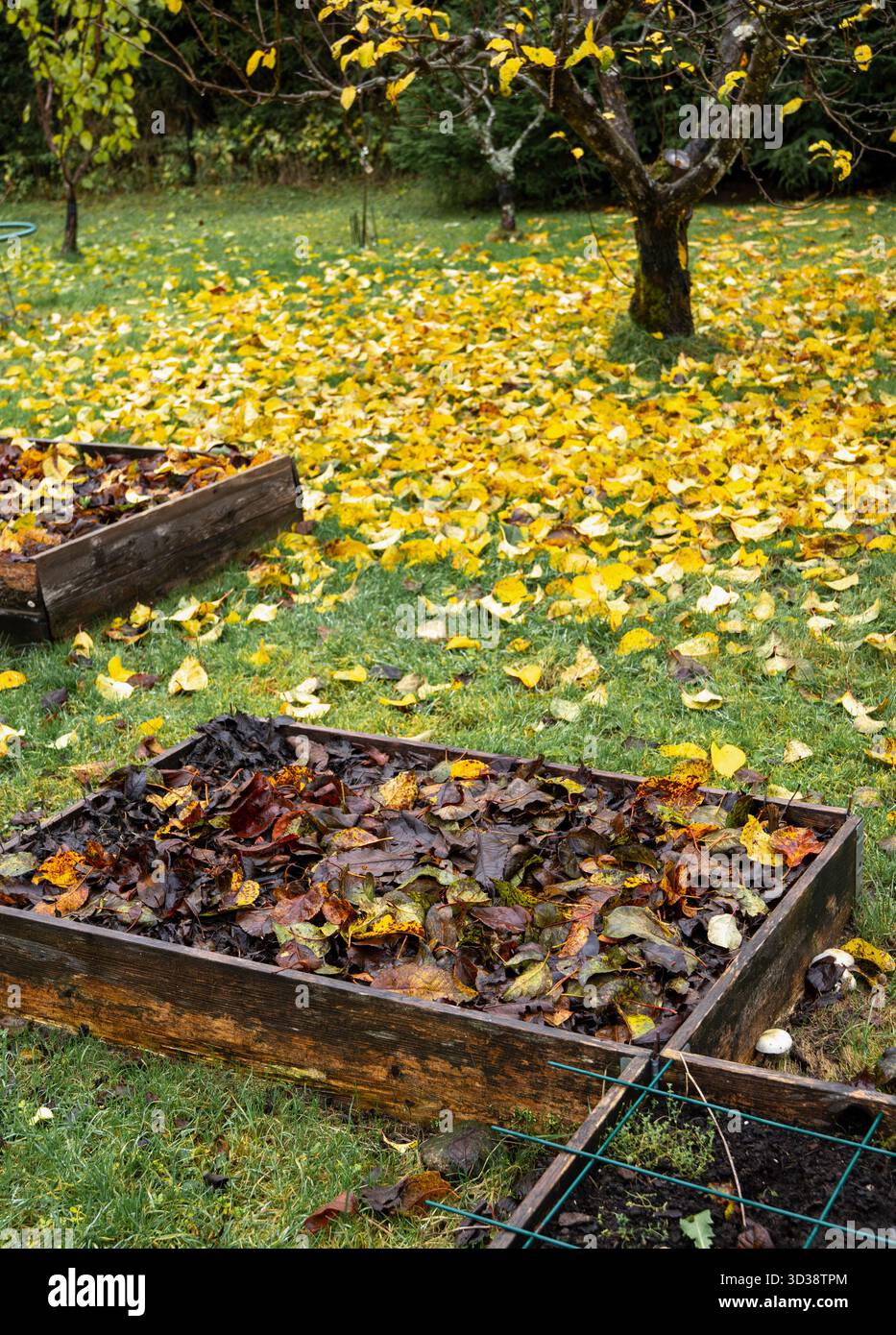 Les feuilles tombées dans le lit du potager de la maison forment une couche de paillis d'hiver qui retient l'humidité et, à mesure que les feuilles se décomposent, elles ajoutent des nutriments. Banque D'Images