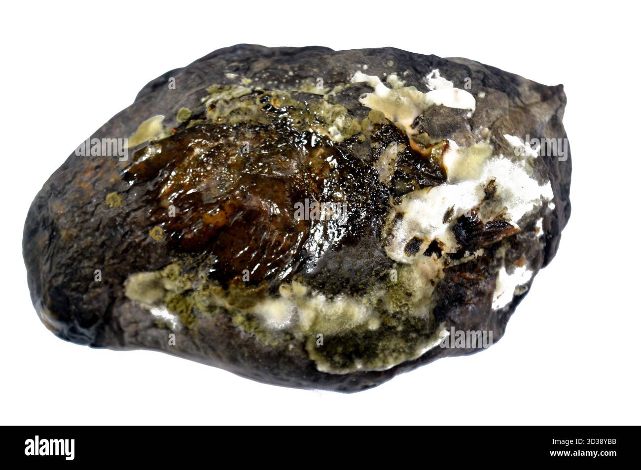 mangue pourrie due à une maladie fongique, probablement l'anthracnose ou l'oïdium, l'anthracnose est une maladie fongique commune qui affecte les mangues et les fru Banque D'Images