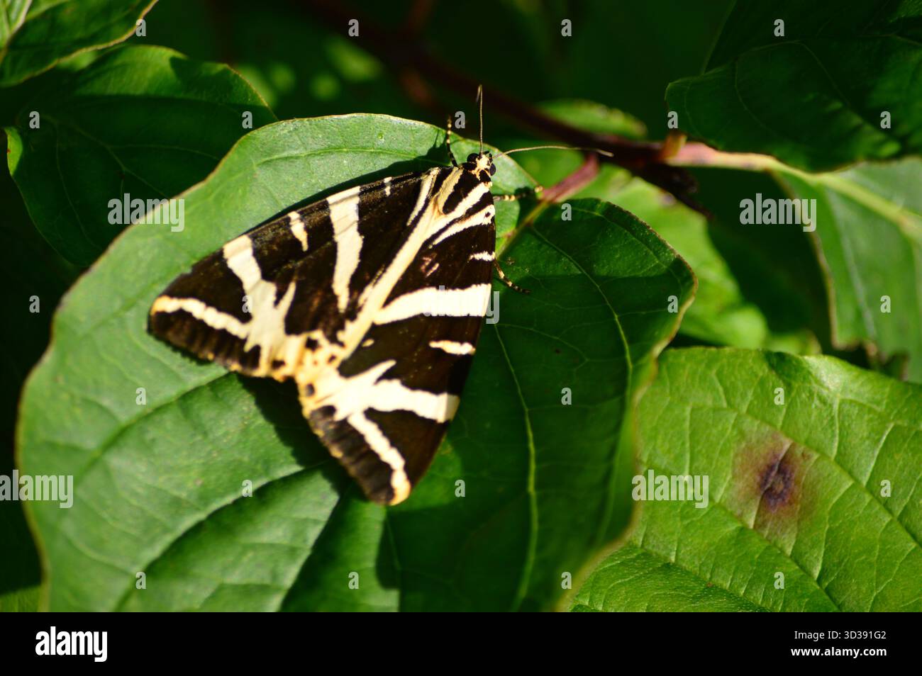 Jersey Tiger Moth Banque D'Images