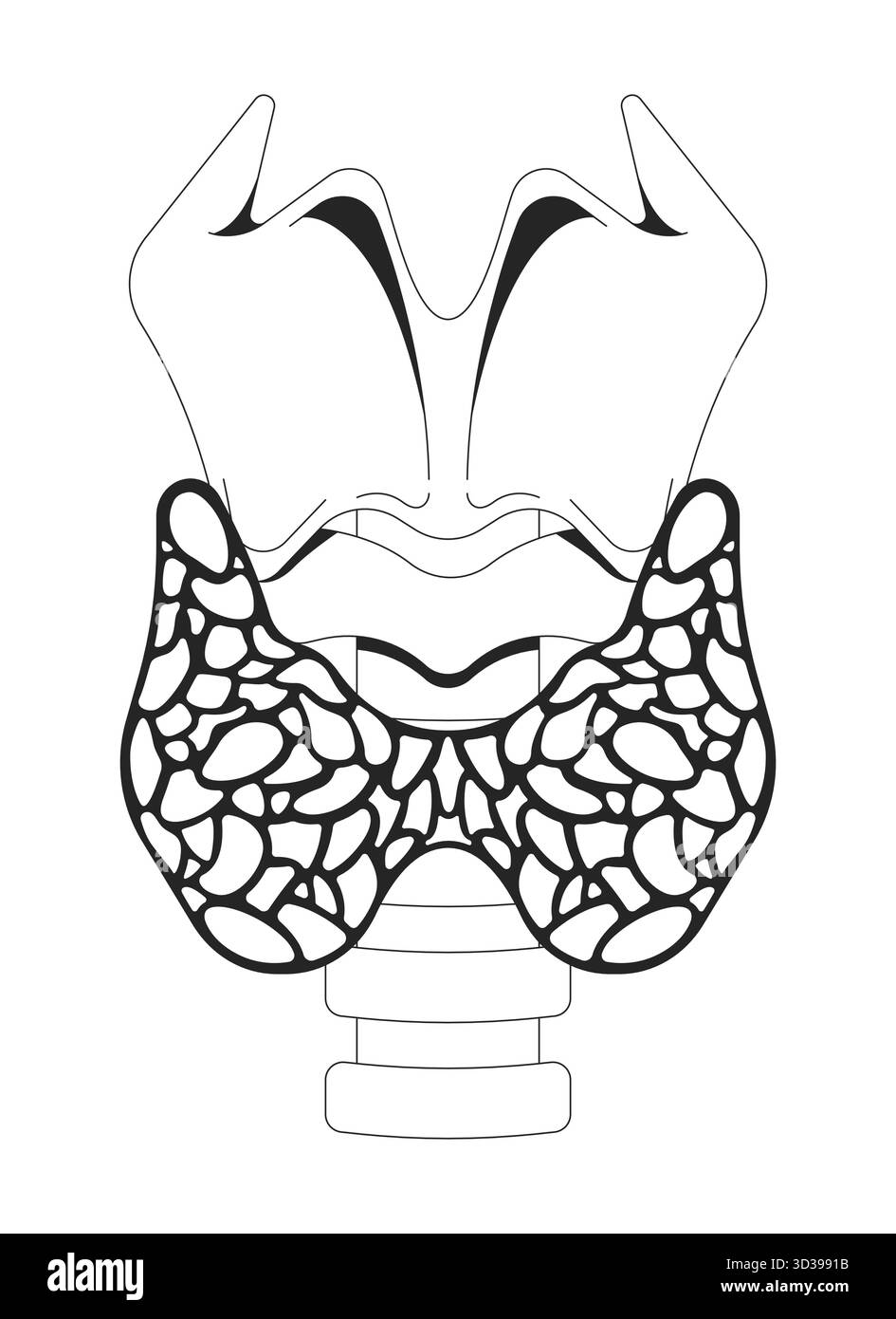 Anatomie de la glande thyroïde avec illustration du contour du larynx et de la trachée Illustration de Vecteur