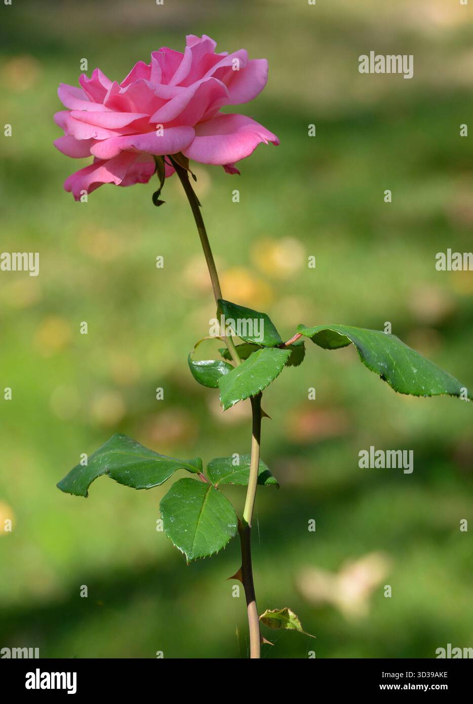 Rose rose dans la lumière du soleil d'automne Banque D'Images