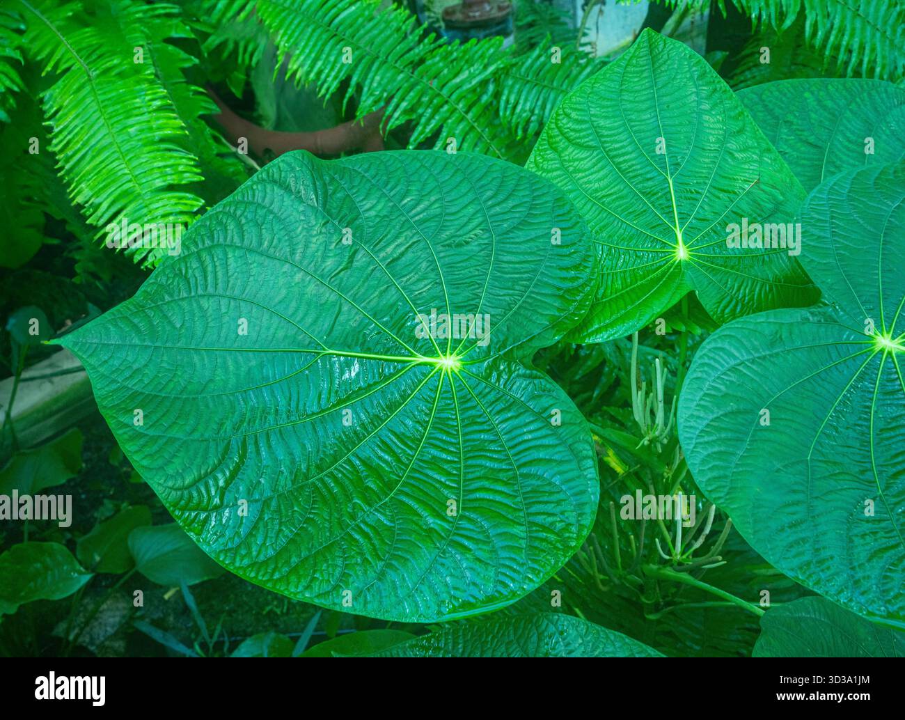 Feuille de Piper peltatum et veines radiales, capturées dans une forêt dans les montagnes andines orientales du centre de la Colombie Banque D'Images