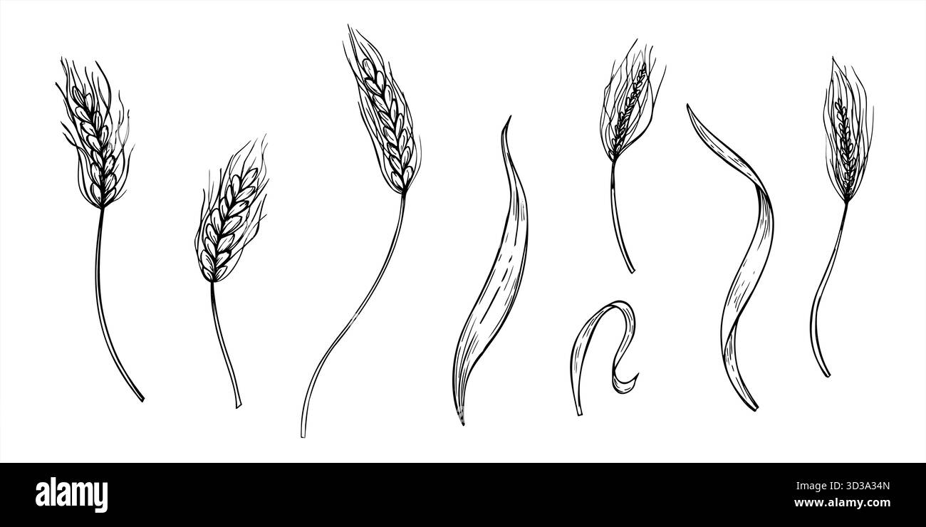 Épi de prairie avec des graines et des feuilles monochrome vecteur clip art peint par des encres noires. Jeu de dessin de gravure d'oreilles de blé. Eléments de récolte automnale Illustration de Vecteur