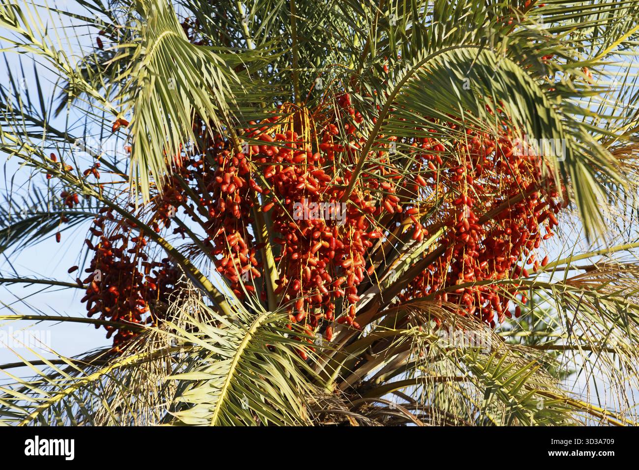 Grappe fruitière de palmier dattier (Phoenicea), (Arecaceae), vieille ville, ville de Kos, île de Kos, îles du Dodécanèse, Grèce Banque D'Images