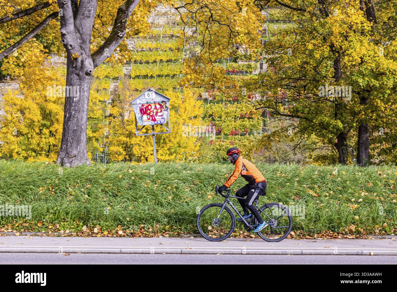 Automne sur le Neckar à Stuttgart-Muenster. Un arbre avec des feuilles aux couleurs vives. Le paysage de la vallée du Neckar est populaire auprès des cyclistes. Stuttgar Banque D'Images