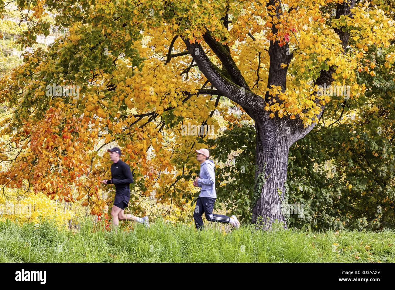 Automne sur le Neckar à Stuttgart-Muenster. Un arbre avec des feuilles aux couleurs vives. Le paysage dans la vallée du Neckar est populaire auprès des joggeurs et autres Banque D'Images