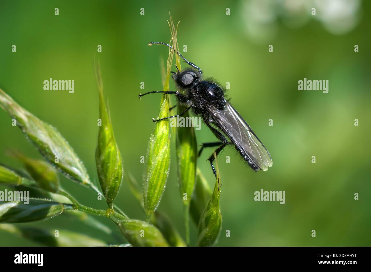 Hawthorn Fly (Bibio marci) mâle au printemps sur épillets verts d'herbe Banque D'Images