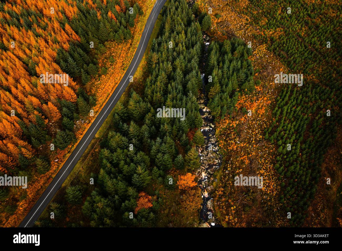 Vue aérienne de haut en bas de la rivière Annalaka qui coule à travers la forêt de mélèze orange et d'épinettes vertes dans les montagnes de Wicklow Banque D'Images