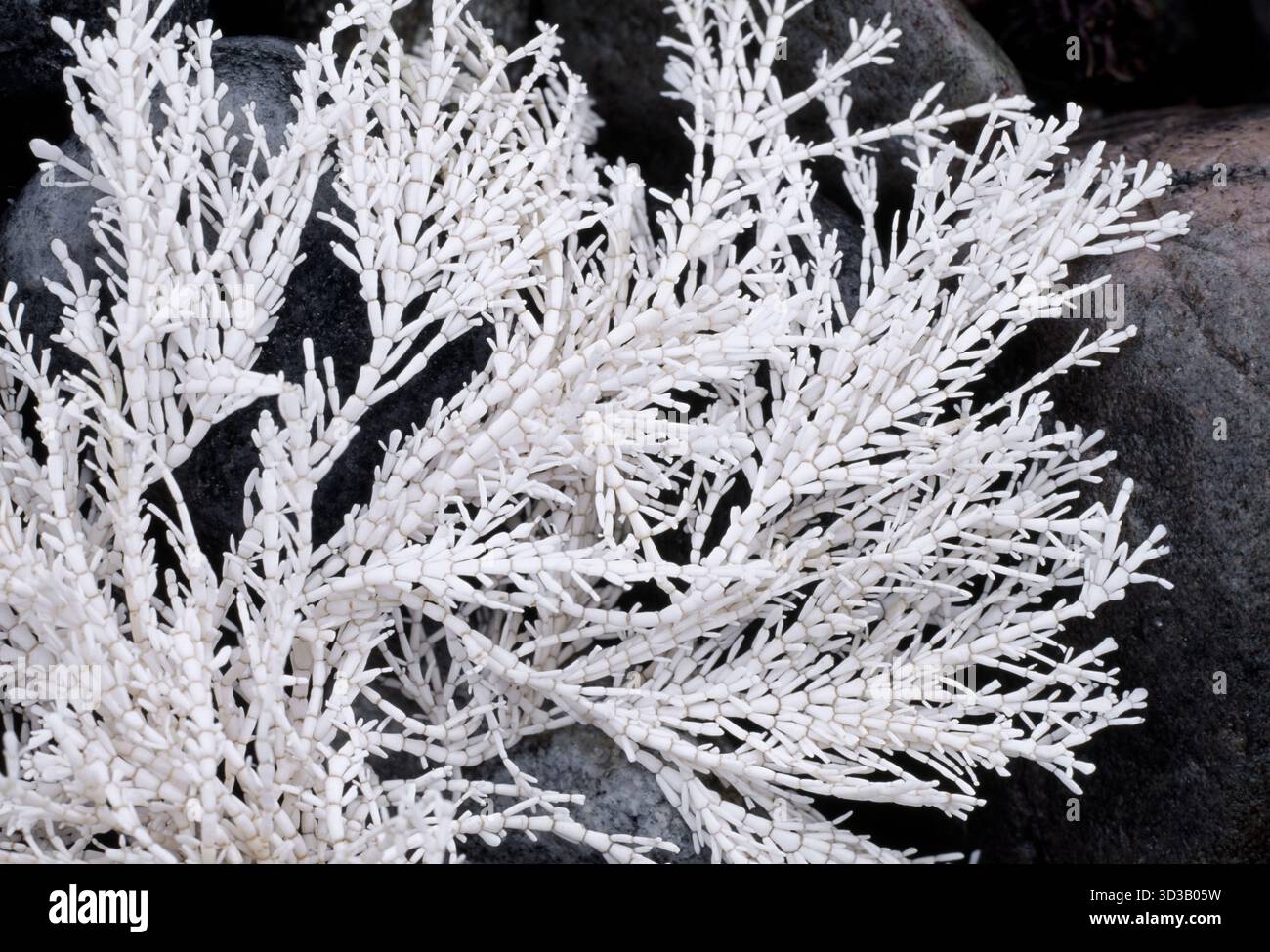 Algue de mauvaises herbes de corail (Corallina officinalis) blanchie, spécimen mort échoué sur la rive rocheuse, Berwickshire, Écosse, janvier Banque D'Images