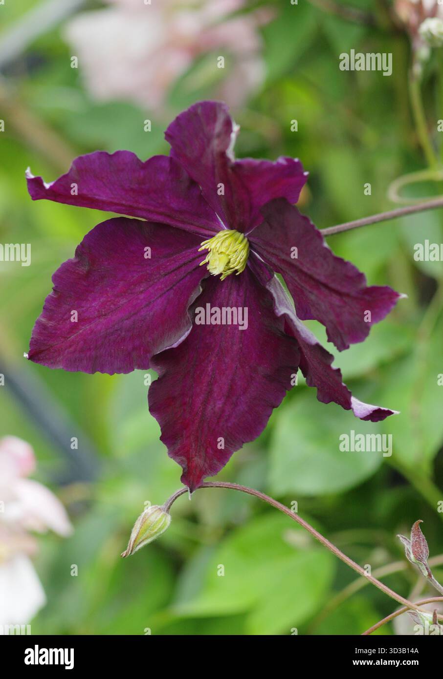 Clematis Viola, grandes fleurs violettes à fleurs tardives Banque D'Images