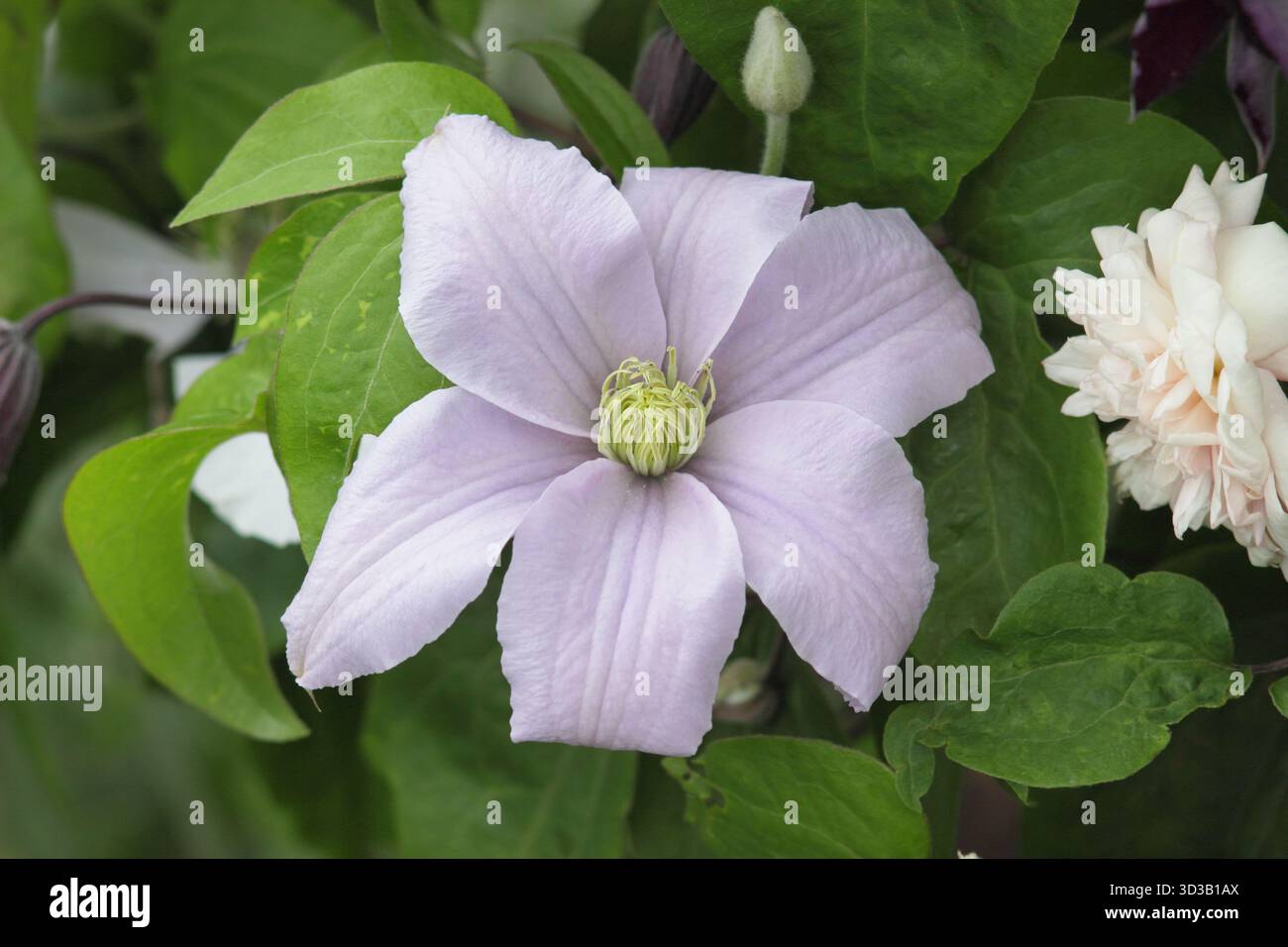 Clematis Silver Moon, plante grimpante à floraison précoce et longue vigoureuse de juin à automne. Clématites du groupe 2 Banque D'Images