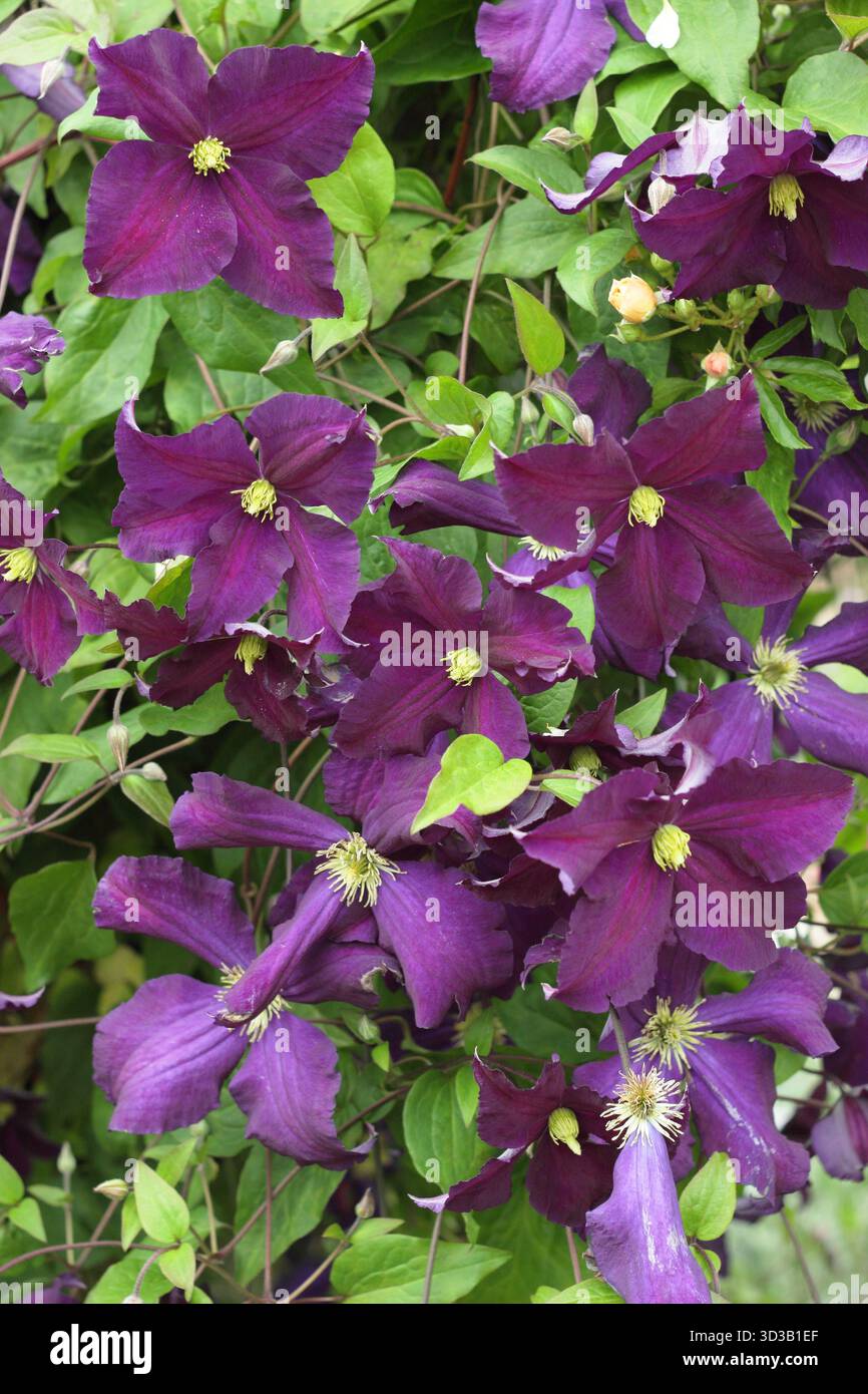 Clematis alto. Clématites tardives à grandes fleurs, Groupe 3, floraison en juin. Banque D'Images