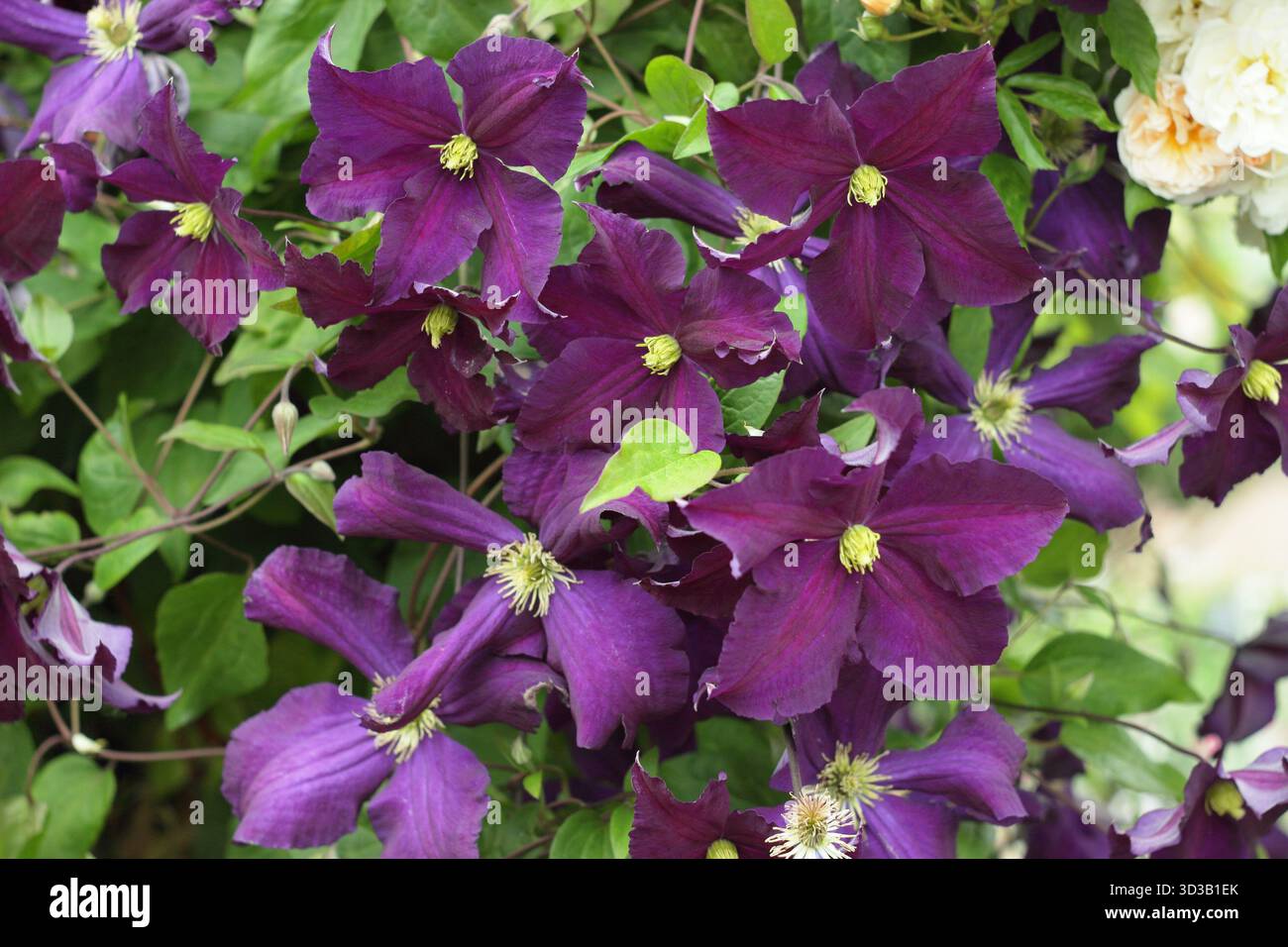 Clematis alto. Clématites tardives à grandes fleurs, Groupe 3, floraison en juin. Banque D'Images