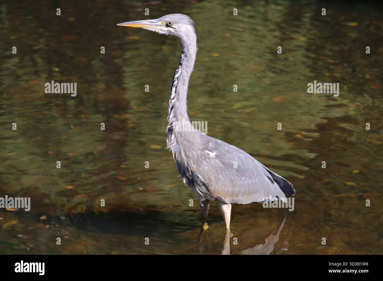 Héron gris (Ardea cinerea) debout dans l'eau. Banque D'Images