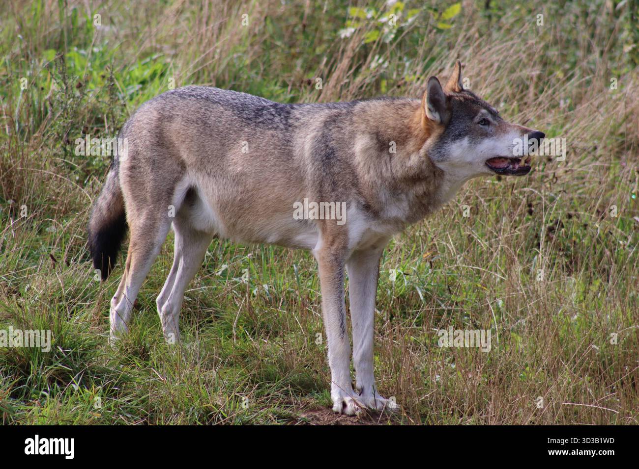 Loup gris (Canis lupus) regardant vers le haut. Banque D'Images