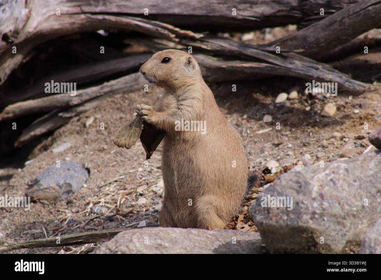 Chien de prairie (Cynomys ludovicianus) Banque D'Images