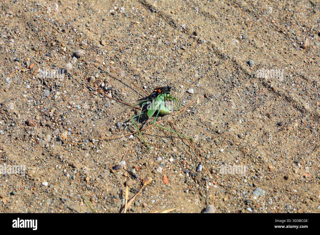 Guêpe noire à bandes rouges sur une sauterelle morte. Île de Tinos, le groupe d'îles des Cyclades, Grèce, Europe, UE. Prise 2025 Banque D'Images