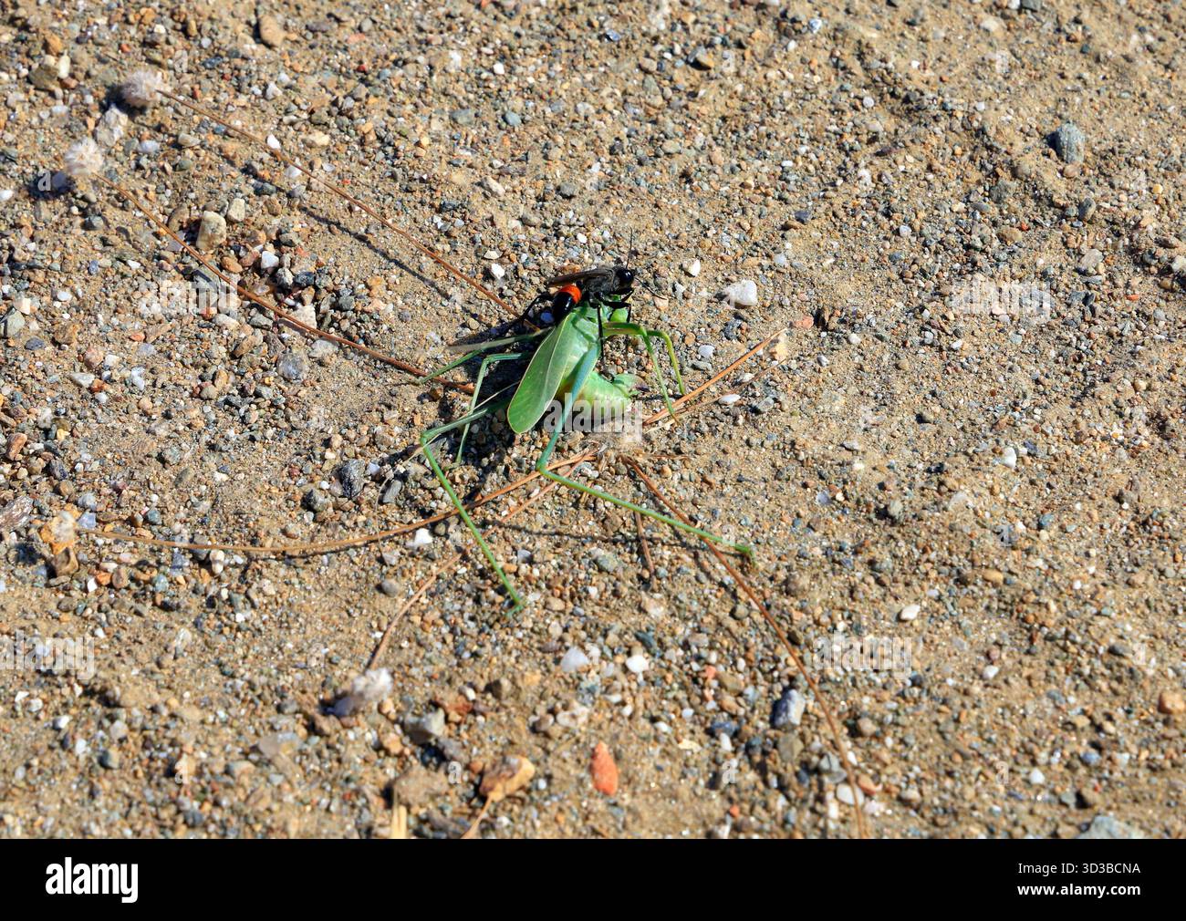 Guêpe noire à bandes rouges sur une sauterelle morte. Île de Tinos, le groupe d'îles des Cyclades, Grèce, Europe, UE. Prise 2025 Banque D'Images