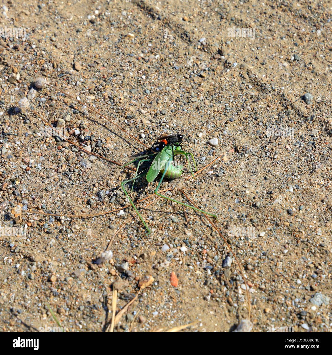 Guêpe noire à bandes rouges sur une sauterelle morte. Île de Tinos, le groupe d'îles des Cyclades, Grèce, Europe, UE. Prise 2025 Banque D'Images