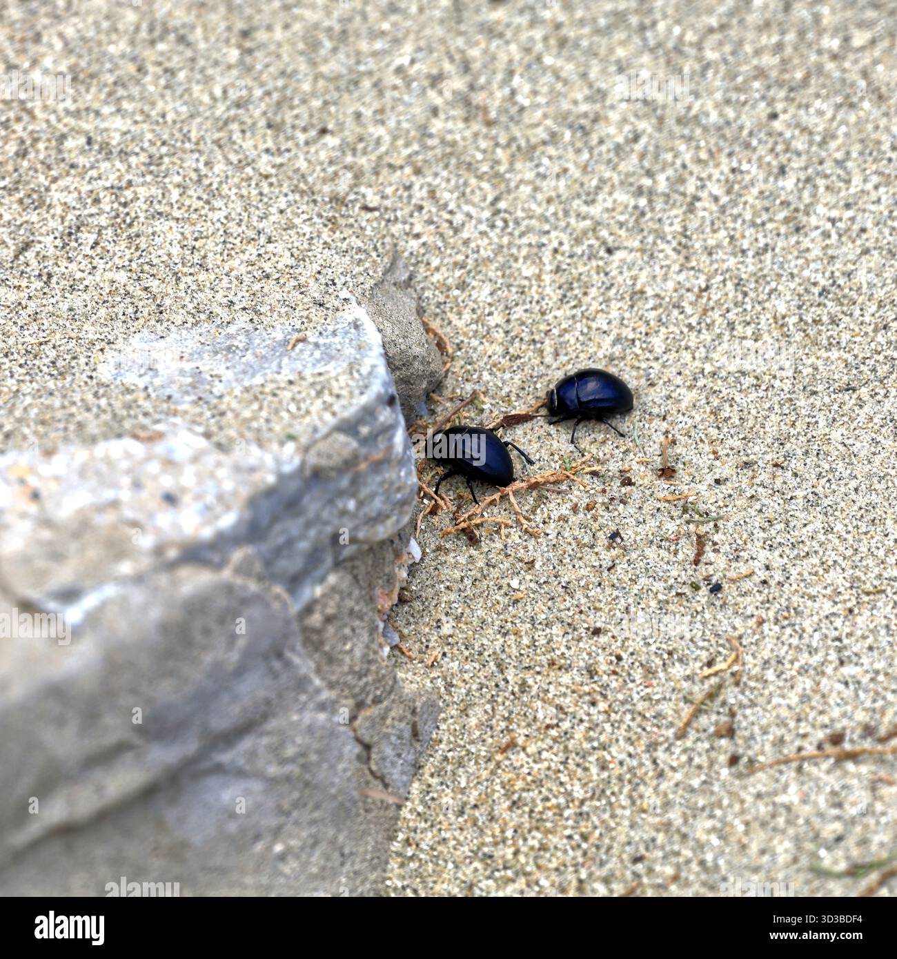 Petits coléoptères noirs sur la plage, île de Tinos, le groupe d'îles des Cyclades, Grèce, Europe, UE. Prise 2025 Banque D'Images
