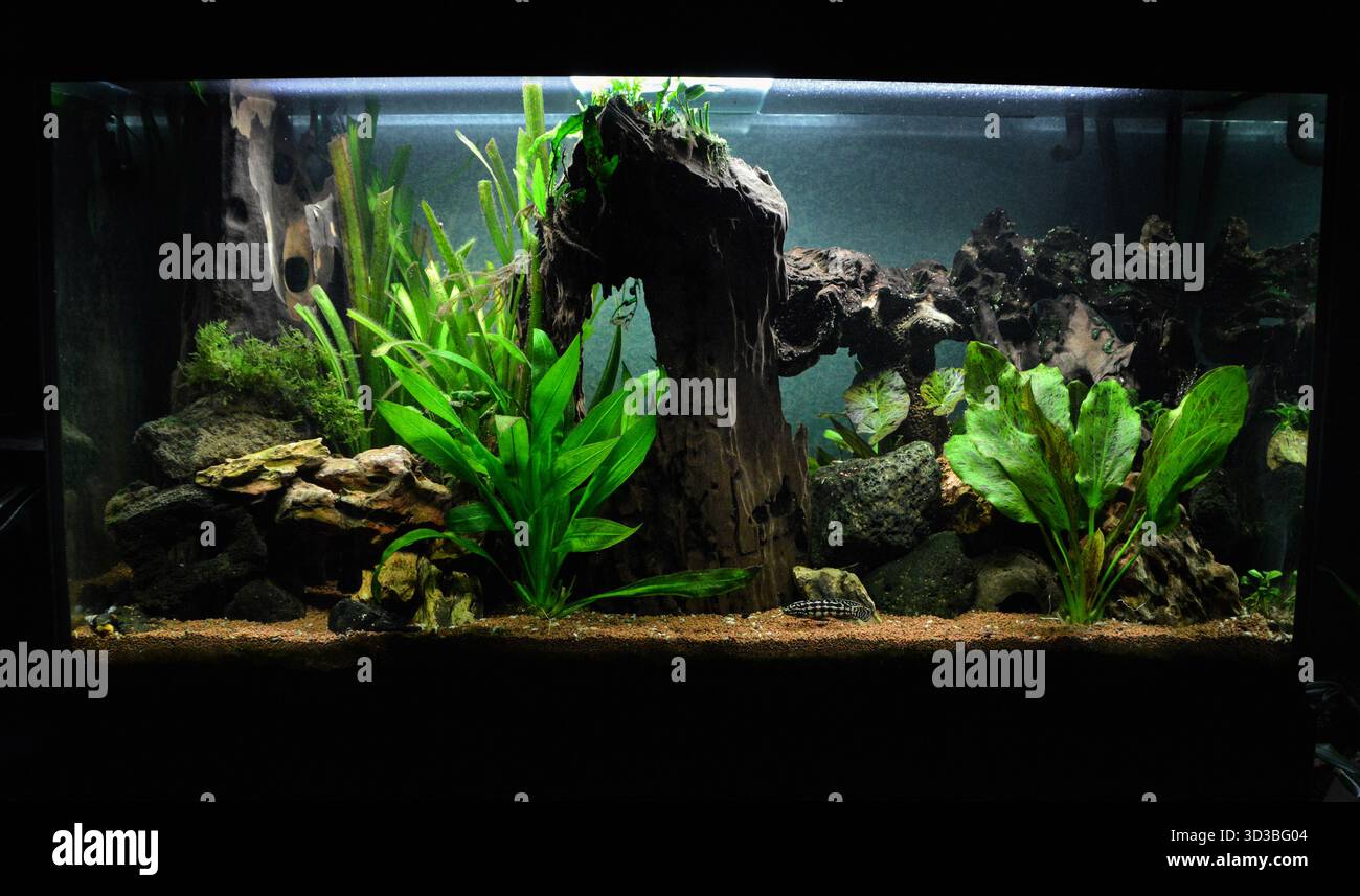Un magnifique grand aquarium d'eau douce avec du bois et des plantes aquatiques Echinodorus. Banque D'Images