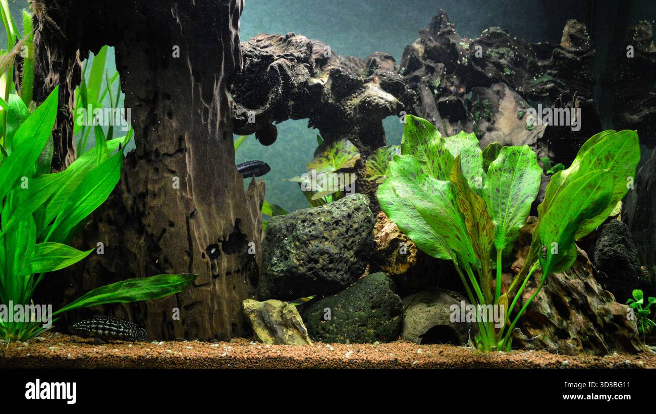 Un magnifique grand aquarium d'eau douce avec du bois et des plantes aquatiques Echinodorus. Banque D'Images