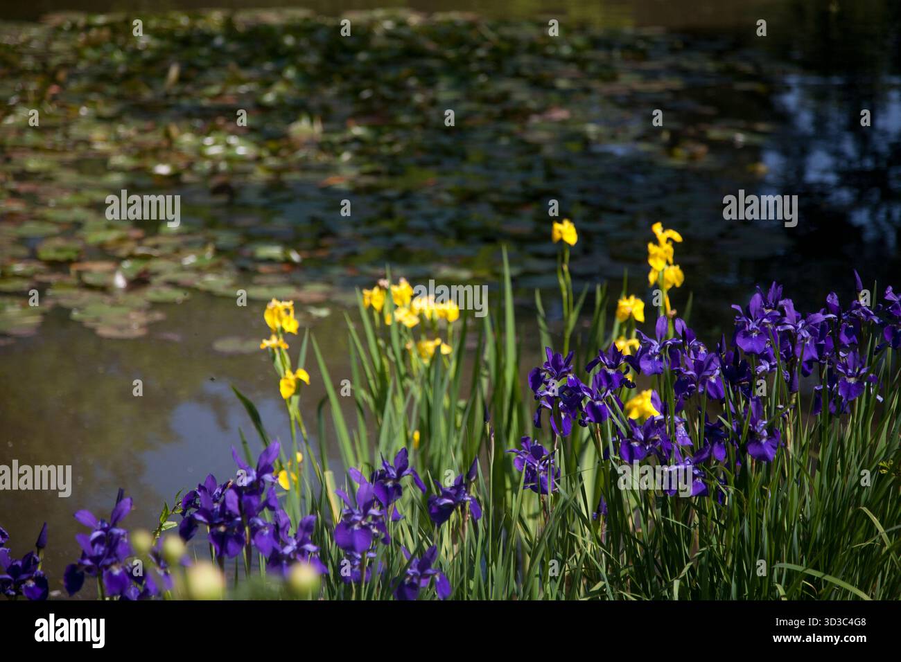 iris drapeau jaune et bleu Banque D'Images