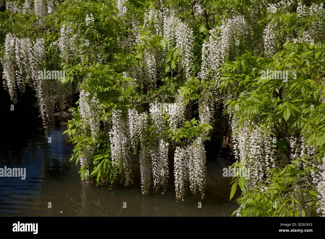 wisteria blanche au-dessus de l'étang Banque D'Images