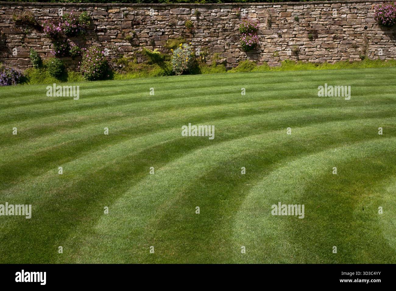 pelouse rayée wisley surrey angleterre Banque D'Images