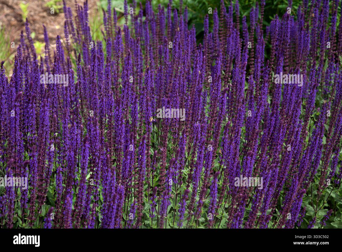 salvia wisley surrey angleterre Banque D'Images