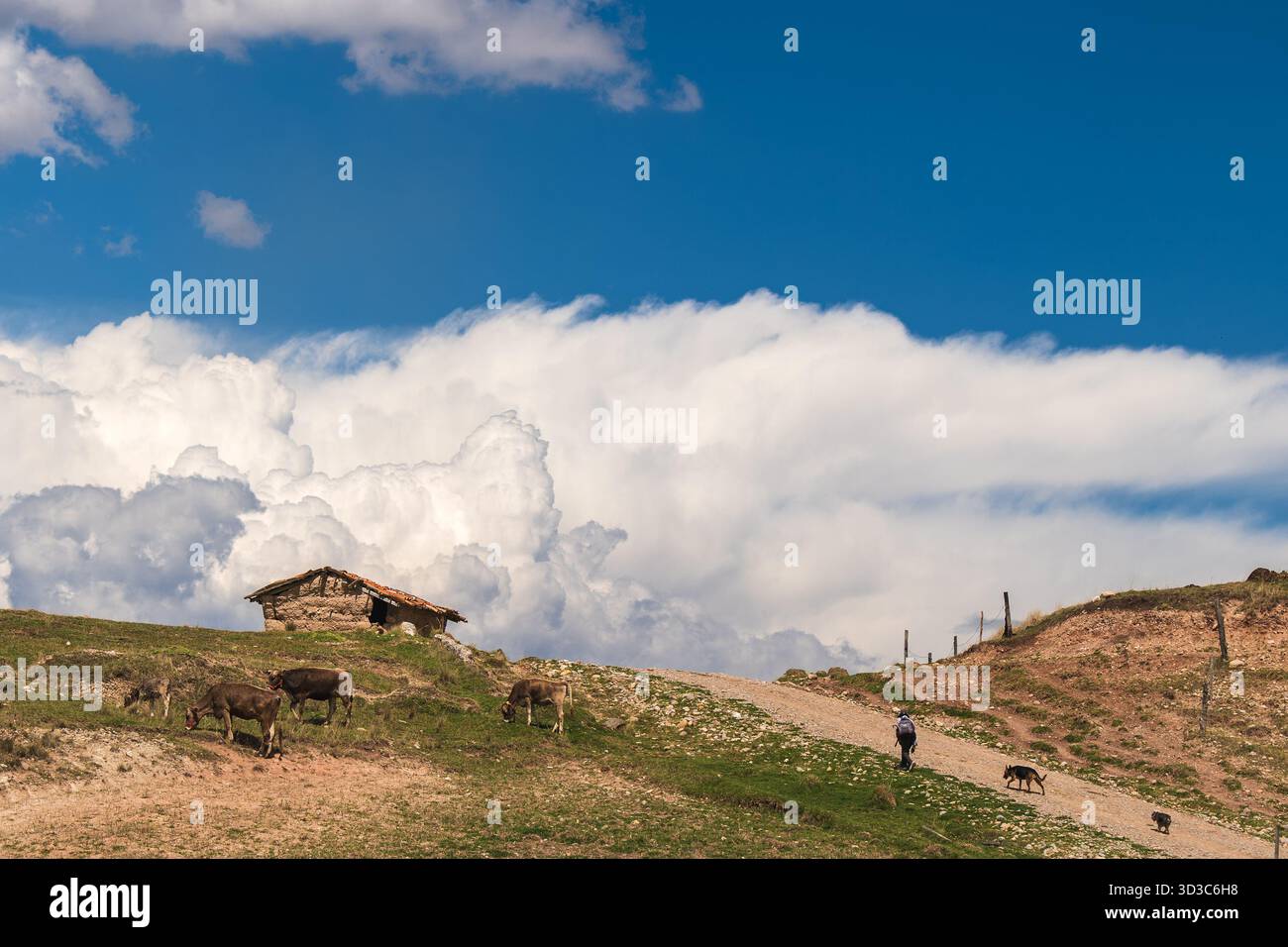 Berger marchant parmi les bovins de pâturage près d'une maison traditionnelle en adobe dans les hautes terres de Huancayo, Pérou. Banque D'Images