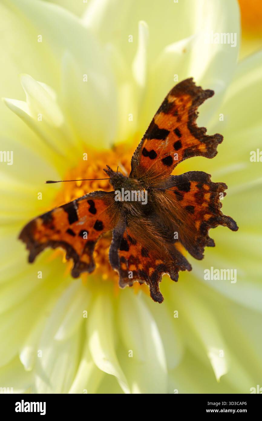 Un beau papillon virgule repose sur un dahlia jaune pâle doux dans un paisible jardin de campagne anglais rempli de couleur estivale. Banque D'Images