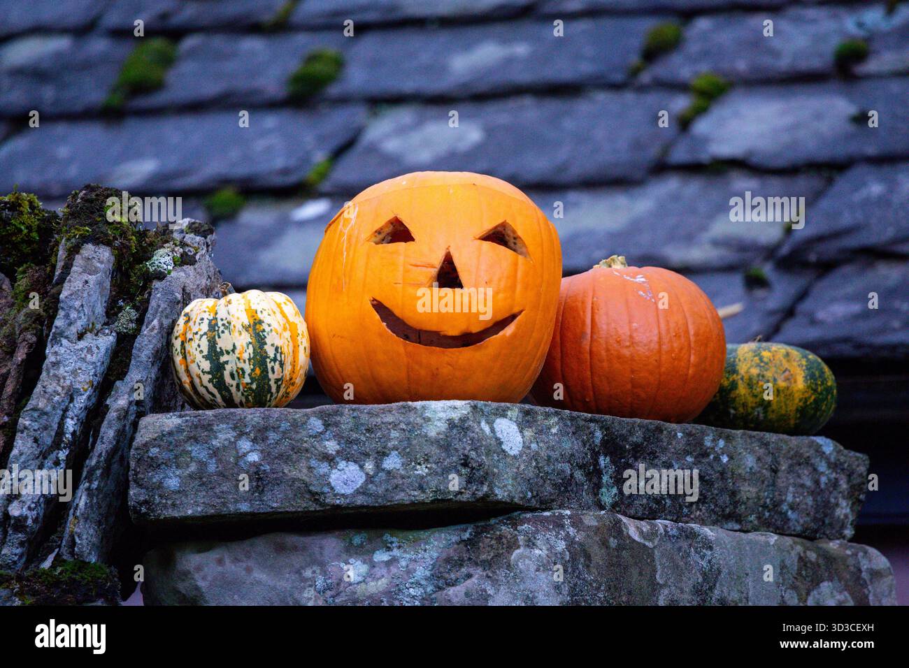 Une joyeuse citrouille sculptée se trouve sur un mur de pierre rustique à côté de gourdes colorées, capturant l'esprit chaleureux d'Halloween dans la campagne. Banque D'Images