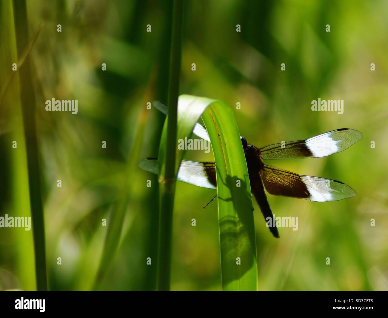 Dragonfly pendant une chaude journée d'été. Le soleil montre son ombre sur ce brin d'herbe pendant qu'il repose. La vue rapprochée montre le détail des ailes. Banque D'Images