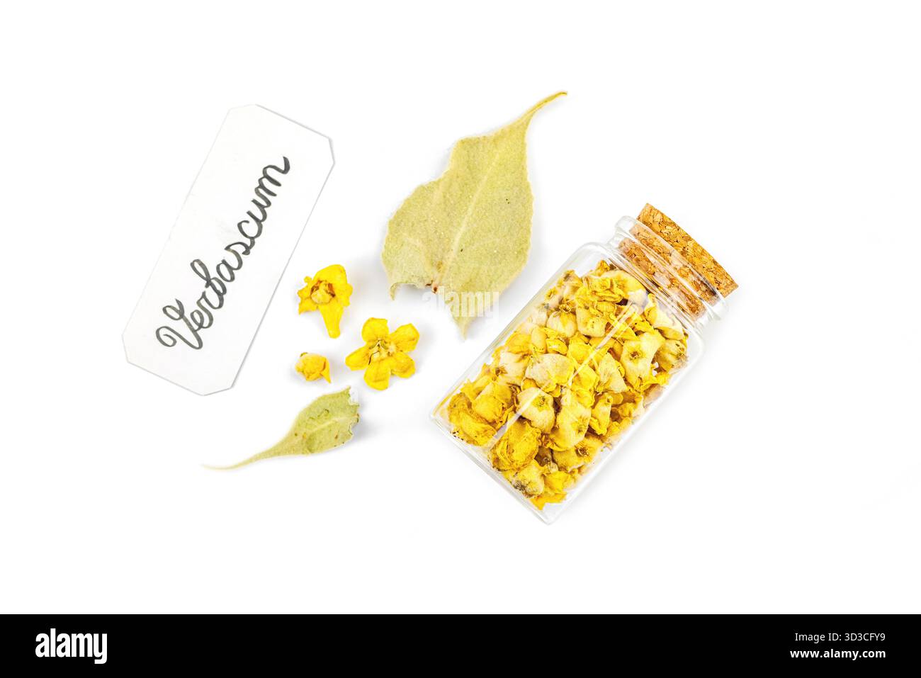 Fleurs séchées Verbascum thapsus isolées sur fond blanc. Plante à base de plantes pour la médecine naturelle alternative et le concept d'apothicaire, vue de dessus Banque D'Images