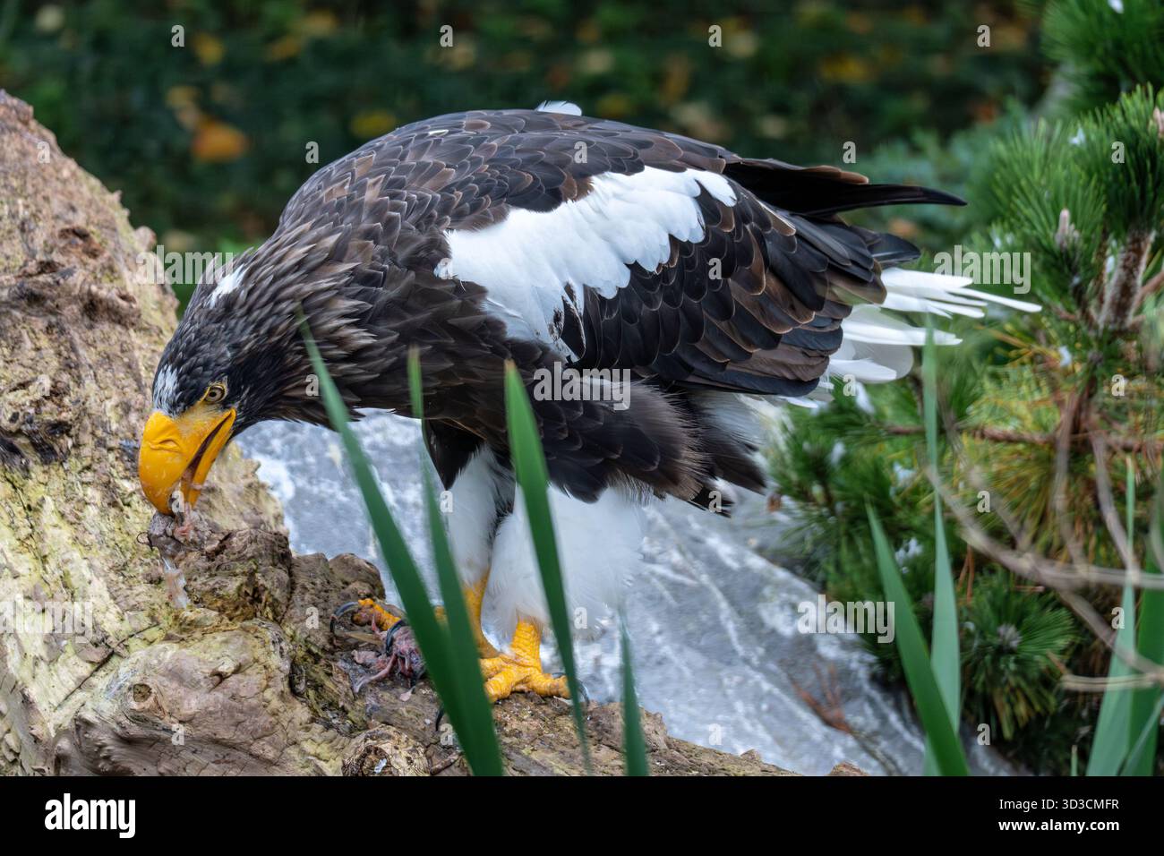 Aigle de Steller (Haliaeetus pelagicus) mangeant un poisson Banque D'Images